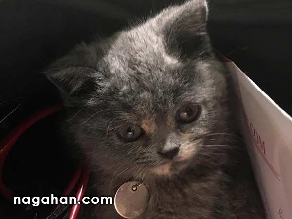 پنهان شدن گربه در کیف بهاره رهنما!