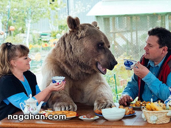 یک زوج روسی 23 سال پیش سرپرستی یک خرس را قبول کردند و هم اکنون نیز در کنار هم زندگی می کنند