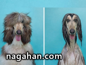 عکس های خنده دار قبل و بعد از حمام حیوانات