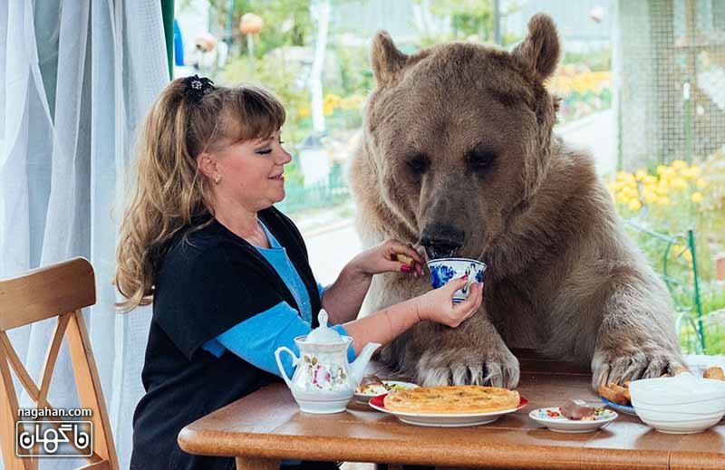 و در کنار خانواده اش از نوشیدن چای لذت می برد - عکس خرس اهلی