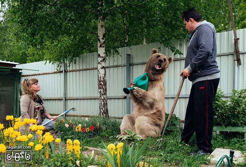استیفان در آبیاری گیاهان کمک میکند - عکس خرس اهلی