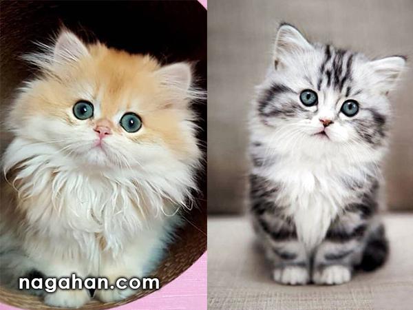 22 عکس گربه های ملوس و بامزه برای والپیپر
