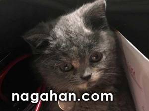 پنهان شدن گربه در کیف بهاره رهنما!