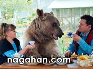یک زوج روسی 23 سال پیش سرپرستی یک خرس را قبول کردند و هم اکنون نیز در کنار هم زندگی می کنند